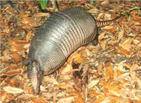 Armadillo